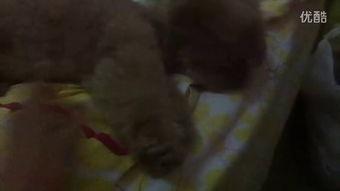 吃瓜吃虫子的视频,揭秘吃瓜吃虫子的另类美食体验