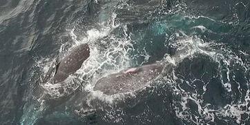 嬉戏吃瓜,瓜田里的人生百态