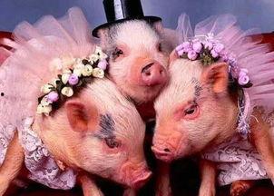 半个猪吃瓜视频