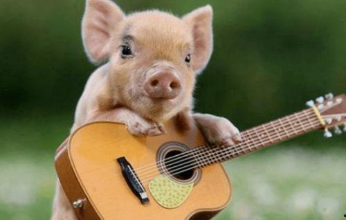 半个猪吃瓜视频