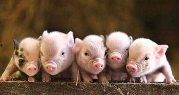 半个猪吃瓜视频