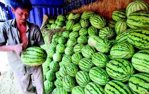 上城区哪里有瓜吃,寻味夏日甜蜜之旅