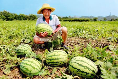 赞美吃瓜的人图片,揭秘吃瓜群众的独特魅力