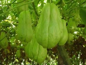 胃疼吃佛手瓜,天然食疗新选择