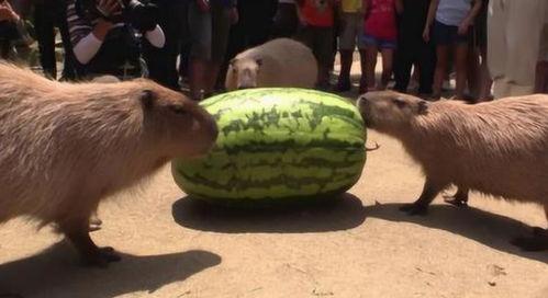 机器舞吃瓜,揭秘科技与娱乐的跨界融合