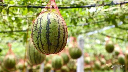 湖交吃瓜,揭秘网络热传的神秘事件