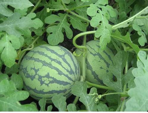 思语德国吃瓜,揭秘德国人的独特饮食习惯