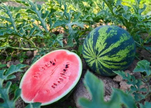 思语德国吃瓜,揭秘德国人的独特饮食习惯