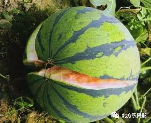 西瓜裂瓜可以吃吗,能否食用及处理方法解析