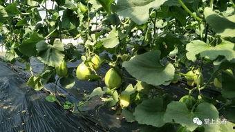 微公益吃瓜大赛,趣味公益,瓜香四溢的爱心盛宴