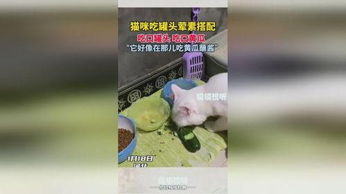 喵喵吃瓜酱,揭秘娱乐圈那些不为人知的幕后故事
