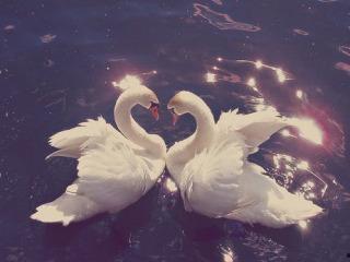 天鹅瓜咋吃,探索美味与营养的完美结合