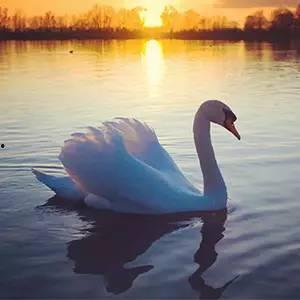 天鹅瓜咋吃,探索美味与营养的完美结合