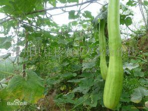 砍瓜生吃怎么吃,探索清新自然的食用新风尚