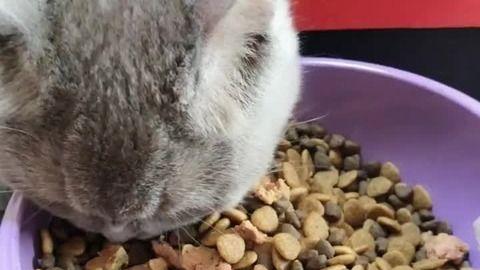 猫吃黄金蜜瓜,黄金蜜瓜的奇幻之旅