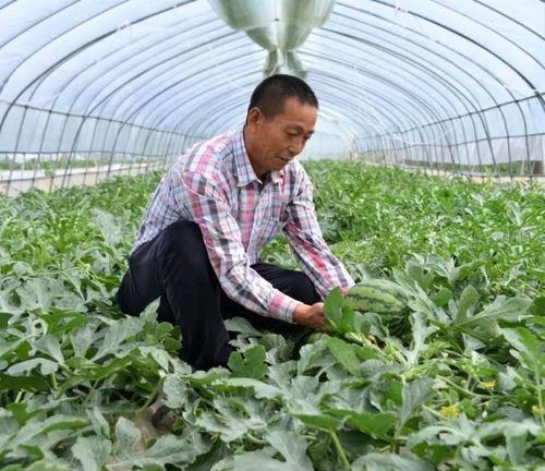金山花园吃瓜,夏日吃瓜盛宴，畅享清凉时光
