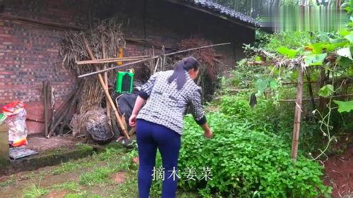 乡村妇女吃瓜,吃瓜乐趣无限